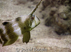 juvenile peacock razor wrasse,haloa point,makena,maui by Jozef Butala 